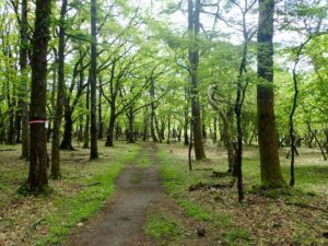 荒船山の頂上大地は緑があふれていた