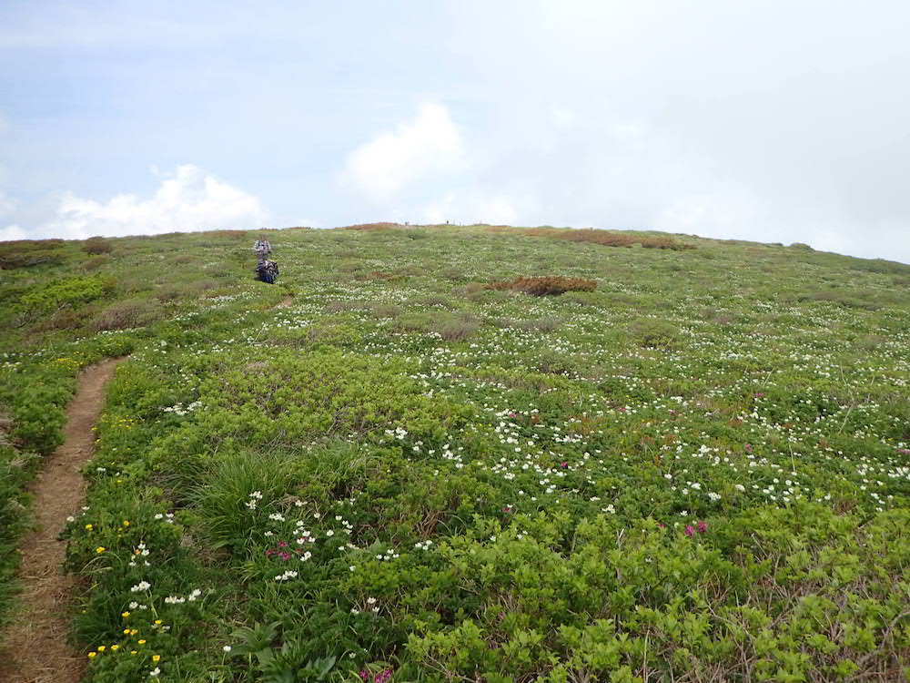 東焼石岳　花畑