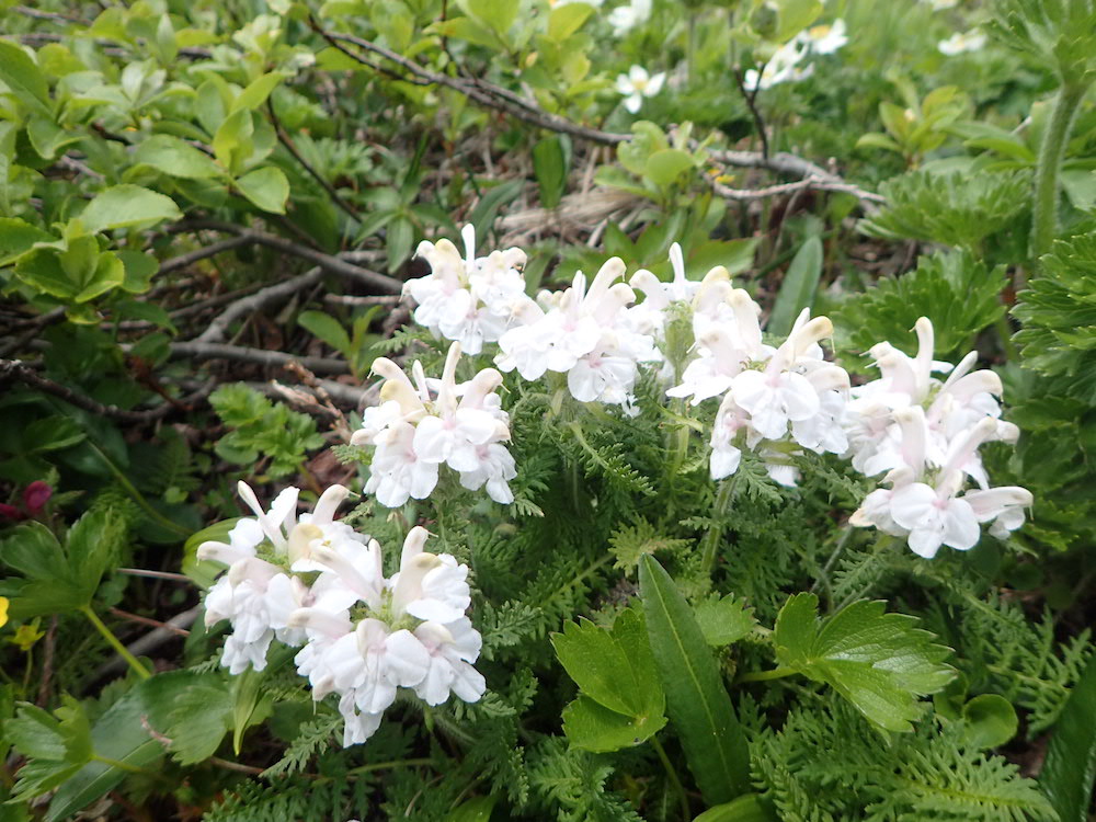 焼石岳　ヨツバシオガマのシロバナ