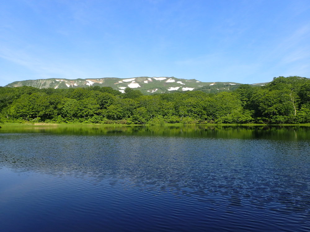 焼石岳　ハクサンイチゲ咲く岩手の花の山