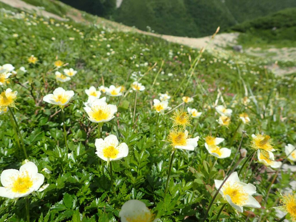 薬師岳　チングルマのお花畑