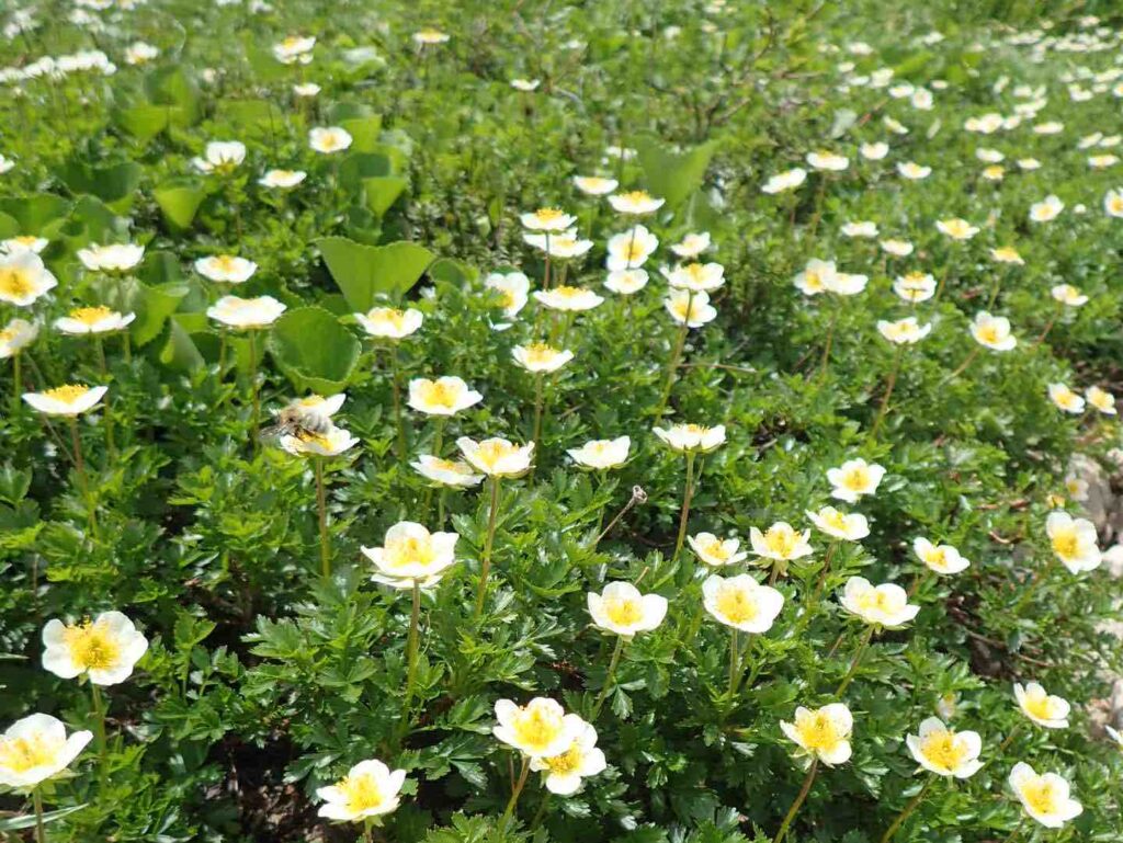 薬師岳登山　チングルマのお花畑