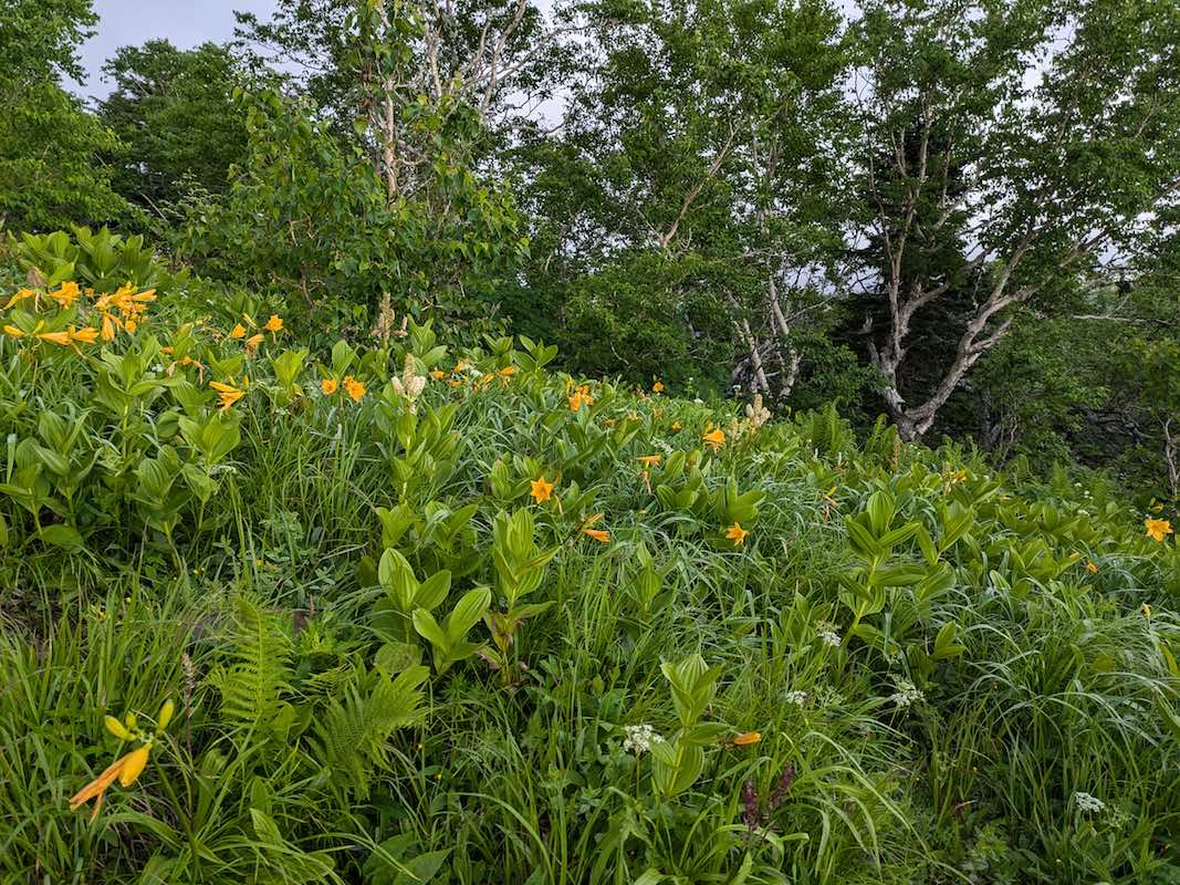 ニッコウキスゲとコバイケイソウの花畑　2592峰