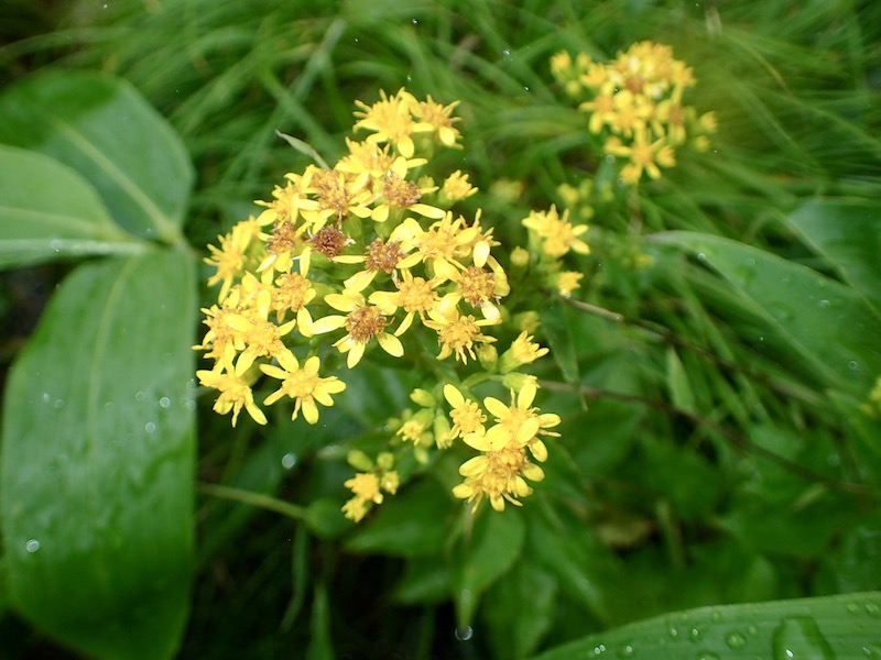 アキノキリンソウ