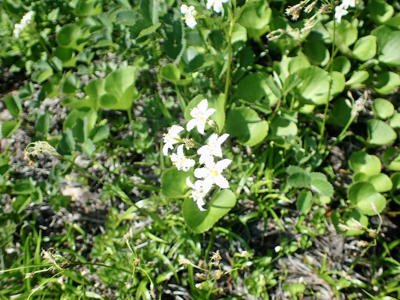 イワイチョウかな