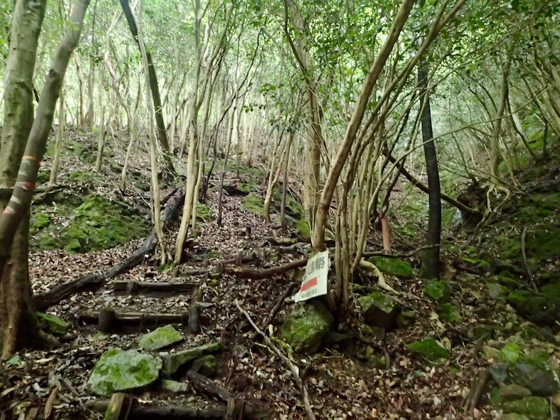 いきなりの急登です