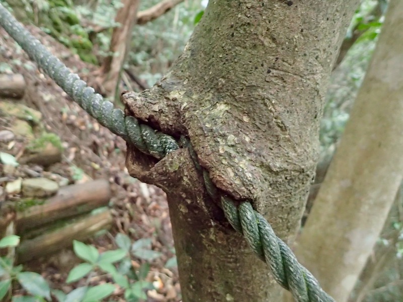 ロープを咥えている