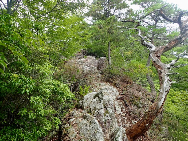 岩尾根が続く。面白くなってきた
