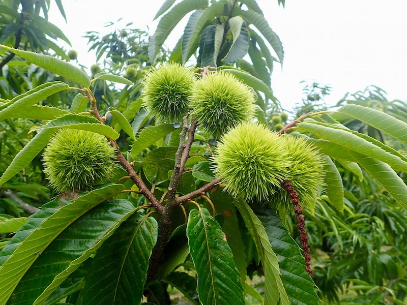 栗がなってる