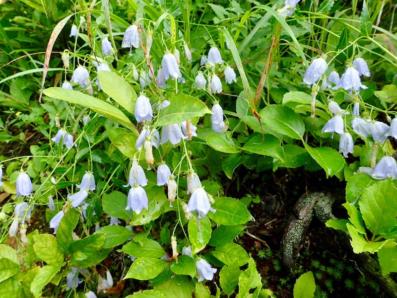 ツリガネニンジン