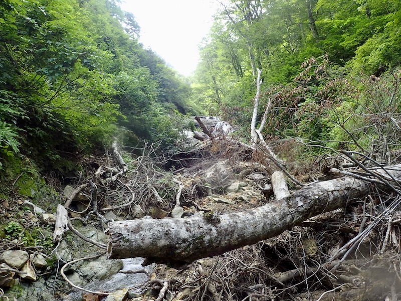 ところどころに倒木があるが、苦労するほどでもない