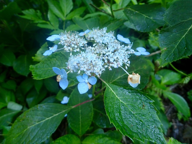 アジサイが咲いていた