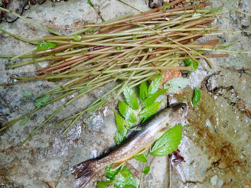 イワナと山菜のミズ