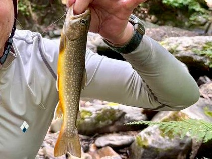 テンカラでイワナが釣れた