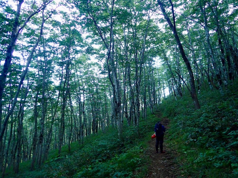ブナの森が続く