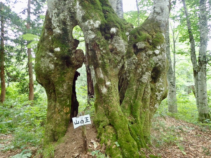 山の王-駐車場は近い