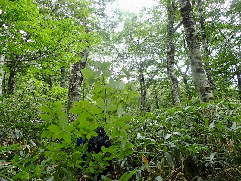 笹の藪漕ぎを１０分ほど