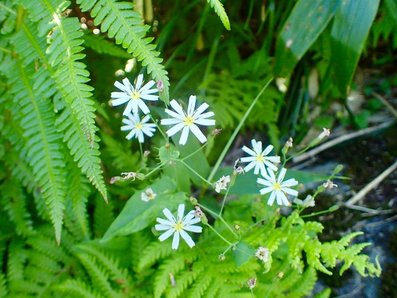 シロバナクモマニガナ