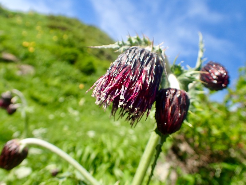 チョウカイアザミ