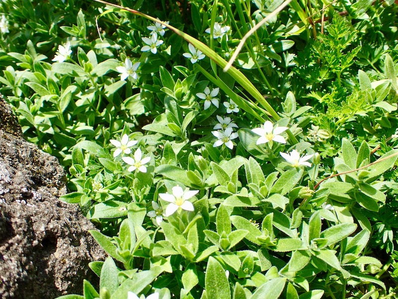 チョウカイフスマ