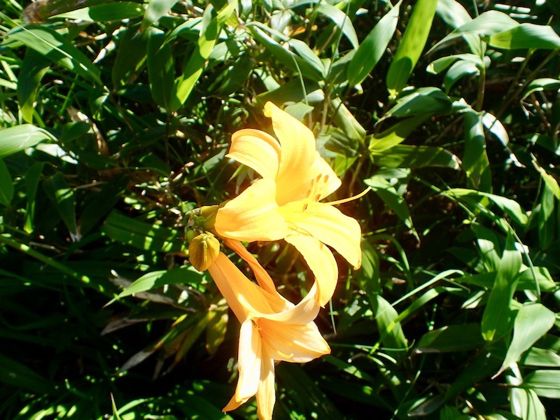 ニッコウキスゲ