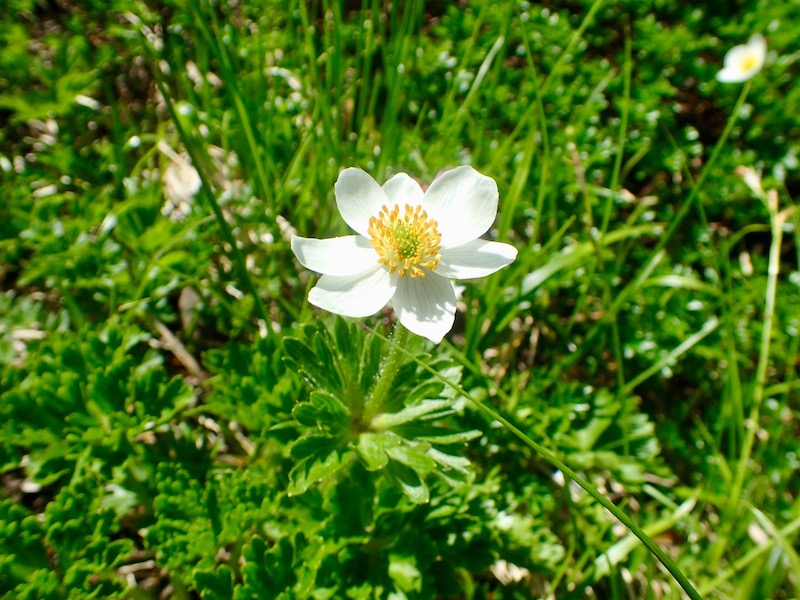 ハクサンイチゲ