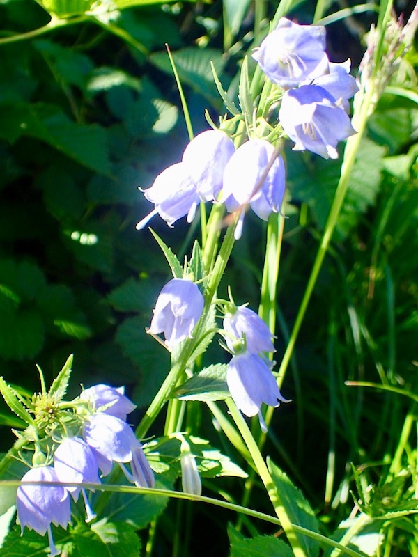 ハクサンシャジン