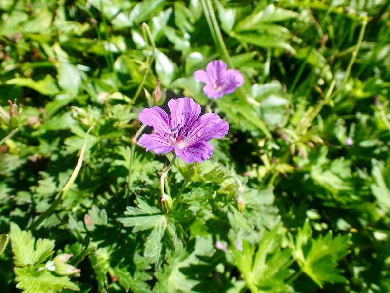 ハクサンフウロ