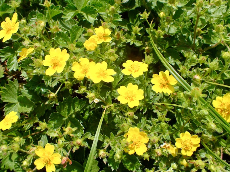 ミヤマキンポウゲ