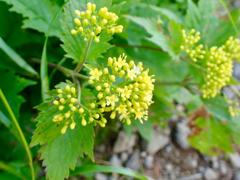 マルバキンレイカ