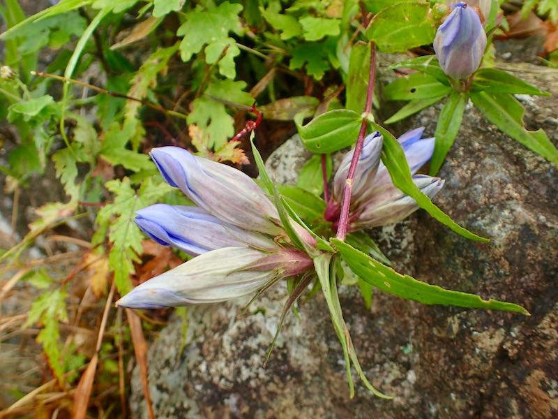青い花、何だろう？