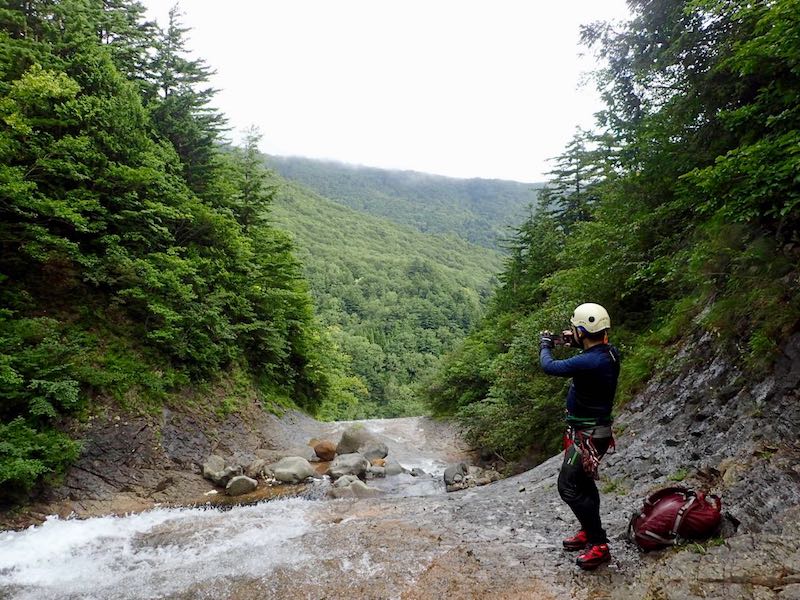 振り返ると東北らしい森が見える