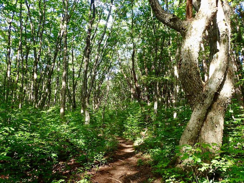 東北らしい綺麗な森だ