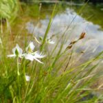 サギソウが咲いていた