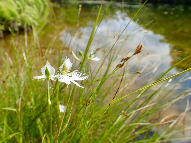 関西の花・9月の湖南アルプス　サギソウと舞台造りの不動寺