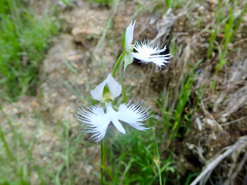 サギソウが咲いていた2