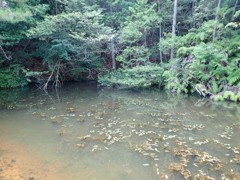 湿地帯が続いている