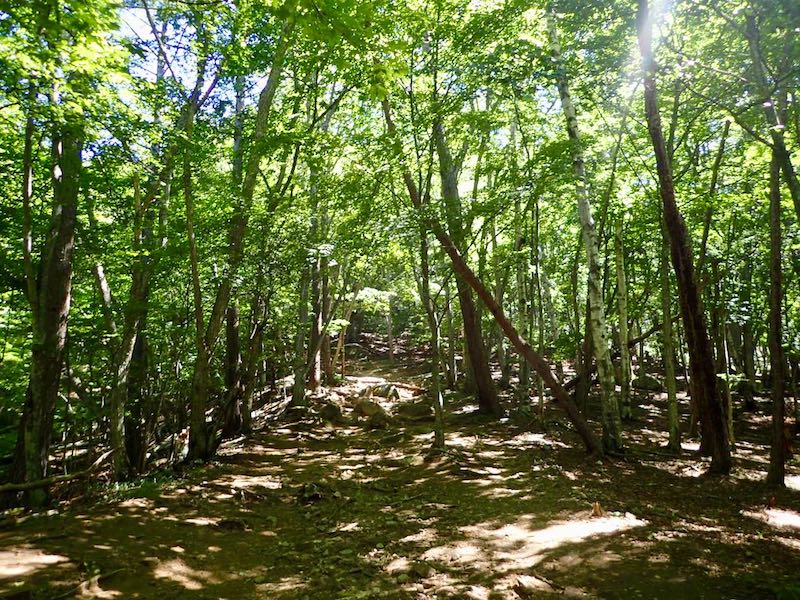 みずがき山荘から綺麗な森の中を行く