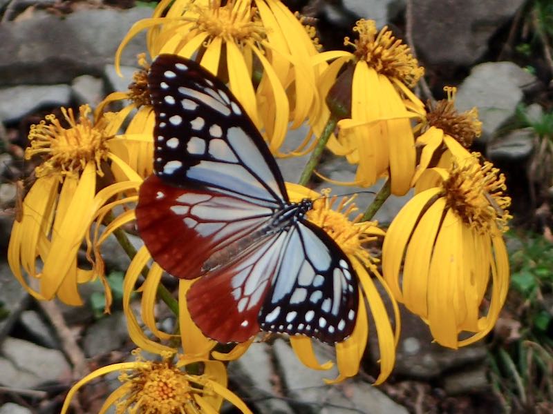 マルバダケブキとアサギマダラ
