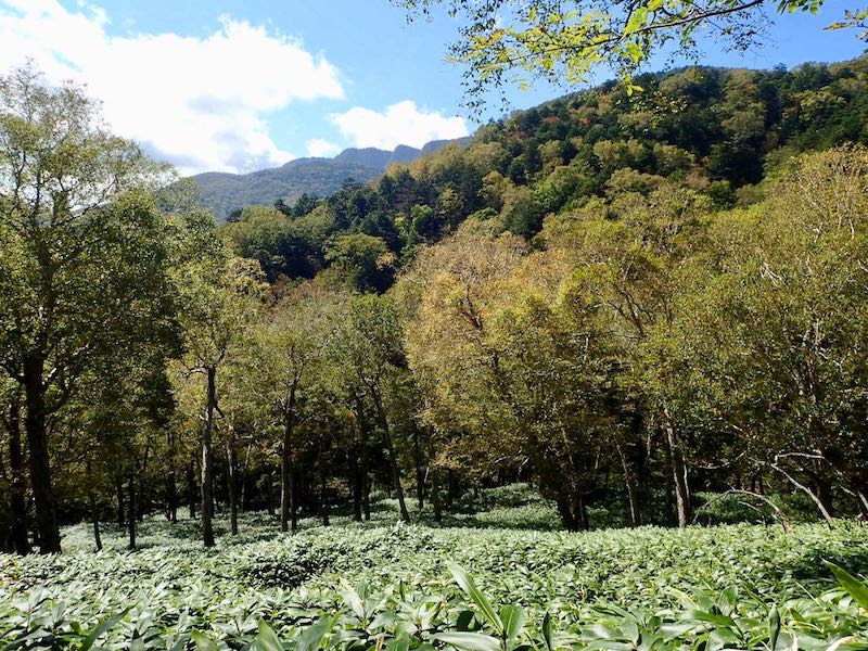 この道がとっても気持ちが良い