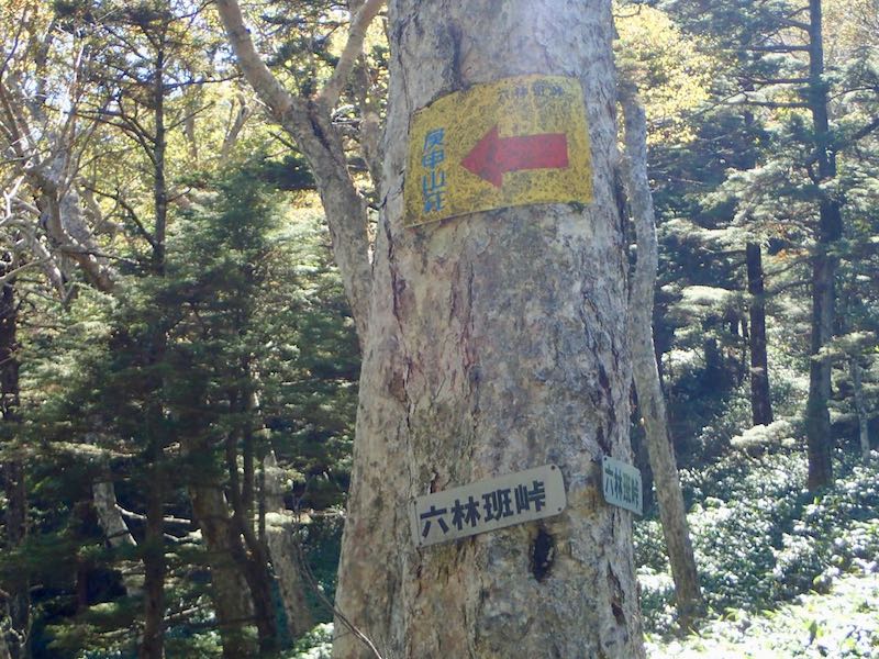 庚申山荘への道を示してくれている