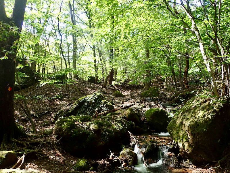 渓流と森がきれいなルートです