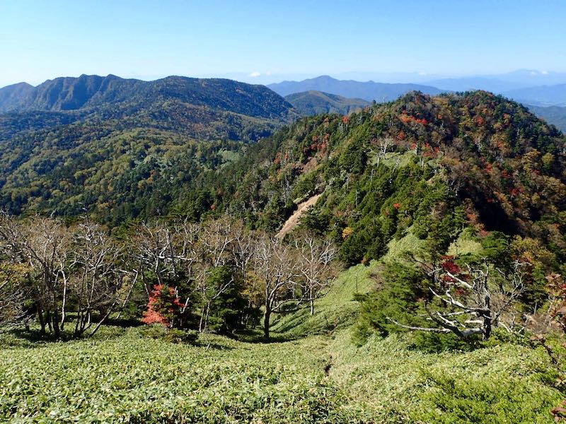 笹藪の道が細い…