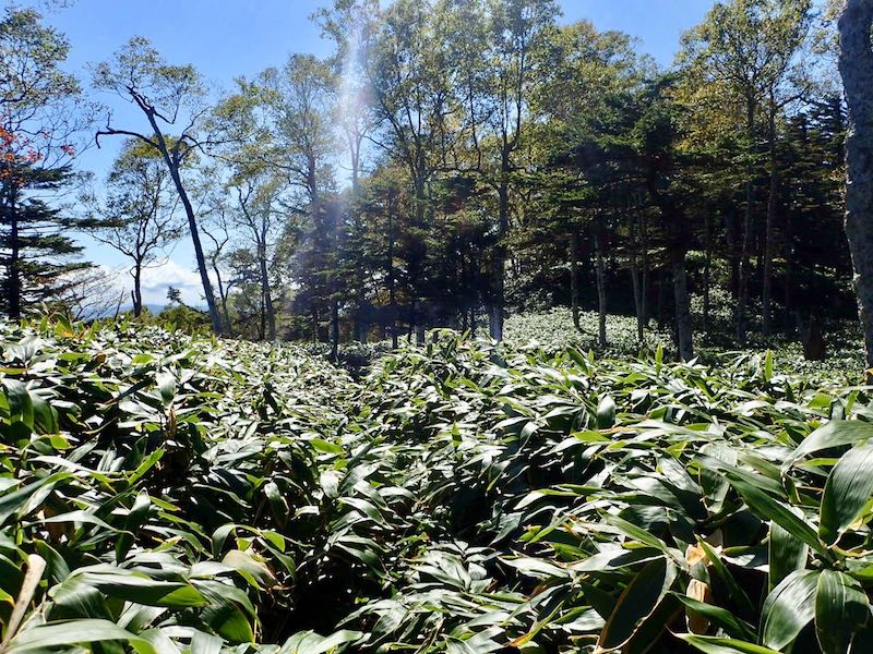 笹藪を漕ぐように丁寧に道を拾って行く