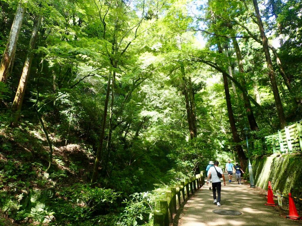 緑の中の道は舗装されていて、足腰の悪い人でも大丈夫