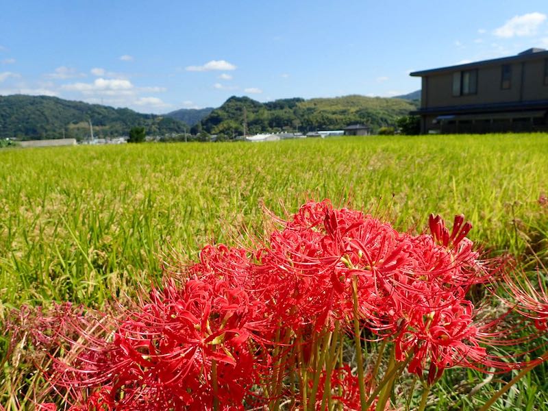 彼岸花と穫り入れを待つお米