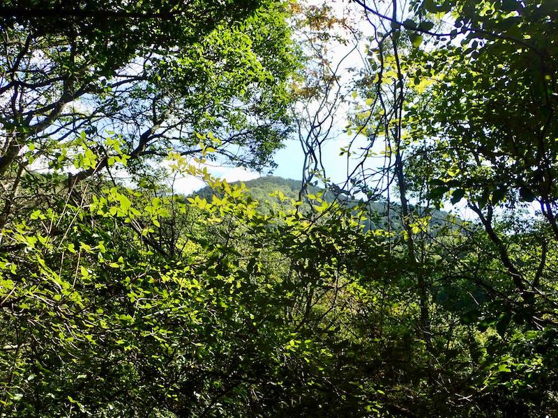 木の間から三上山