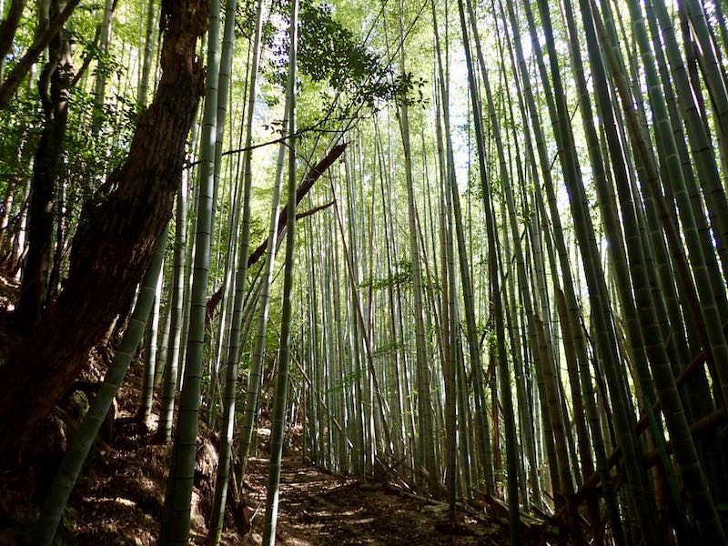 竹林の中を進む