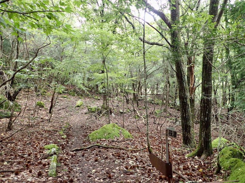 しばらくすると瀬場からの道と出合う