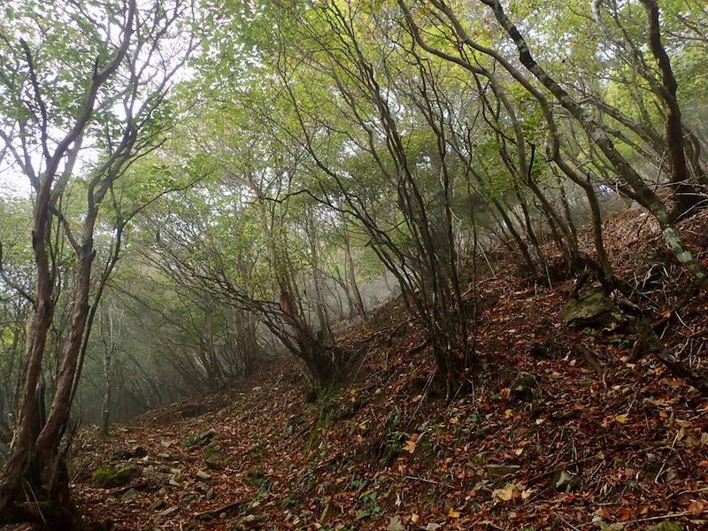 ガスの中を抜けてくると空が明るくなる